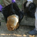 PETA killing animals 7